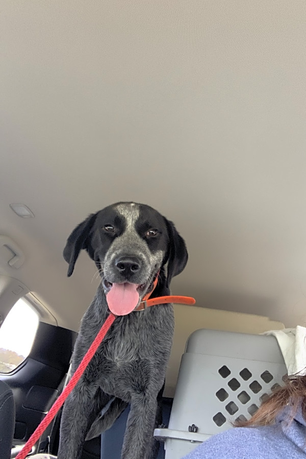 German shorthaired pointer great pyrenees mix outlet