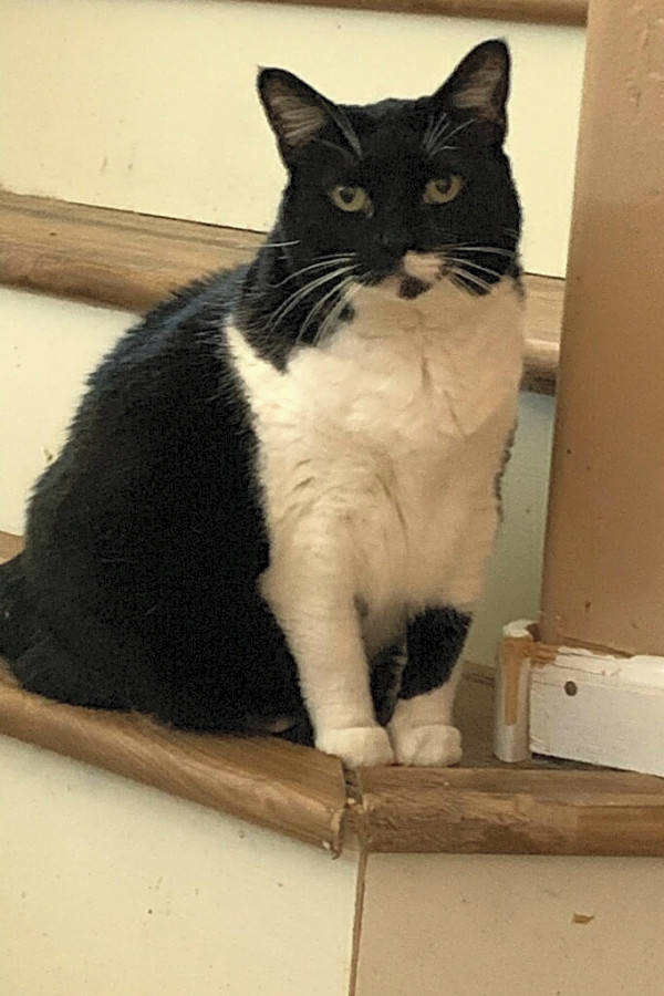 These Mesa Based Kitties Are Up For Adoption And In Need Of A Good