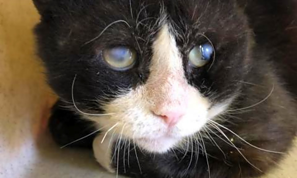 7 Charming Cats To Adopt Now In San Antonio Hoodline