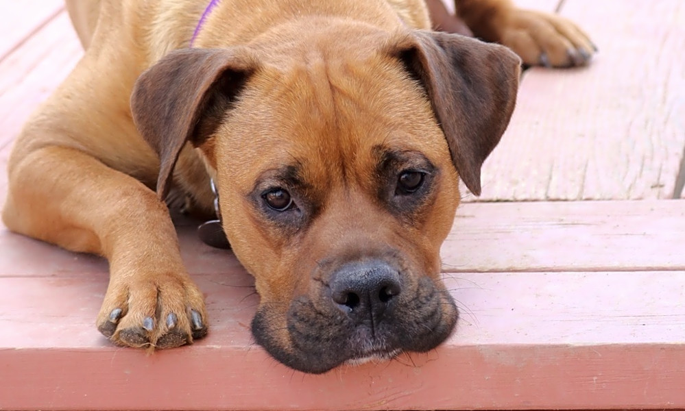 Always Wanted A Pet Here Are 6 Delightful Dogs To Adopt Now In Denver