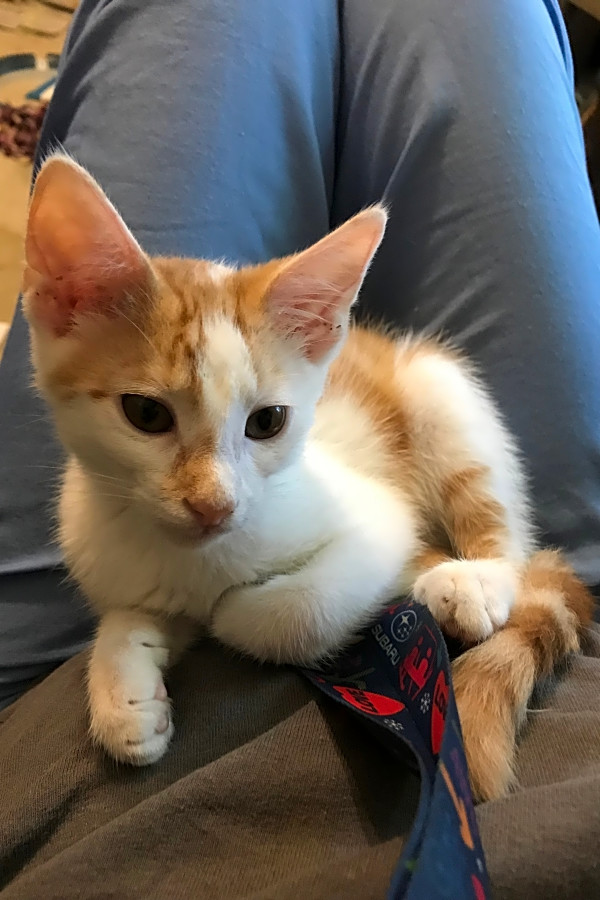 These Philadelphia Based Kittens Are Up For Adoption And In Need