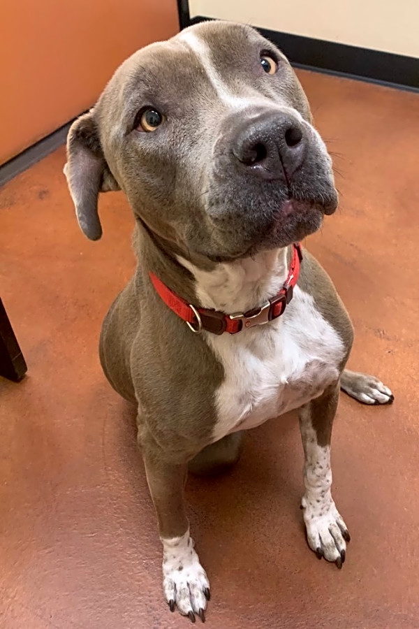 looking to adopt a pet here are 7
