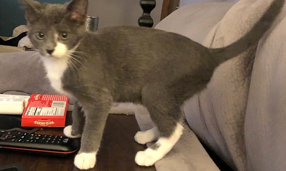 domestic animal rescue near me