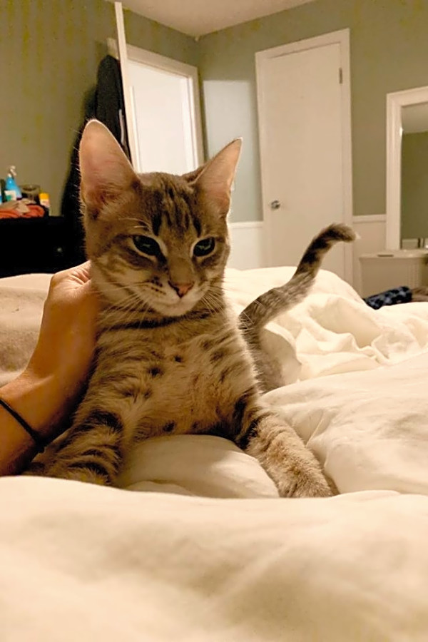 Want To Adopt A Pet Here Are 6 Fluffy Felines To Adopt Now In