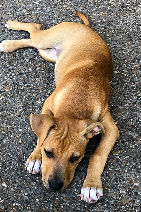 shar pei staffordshire mix