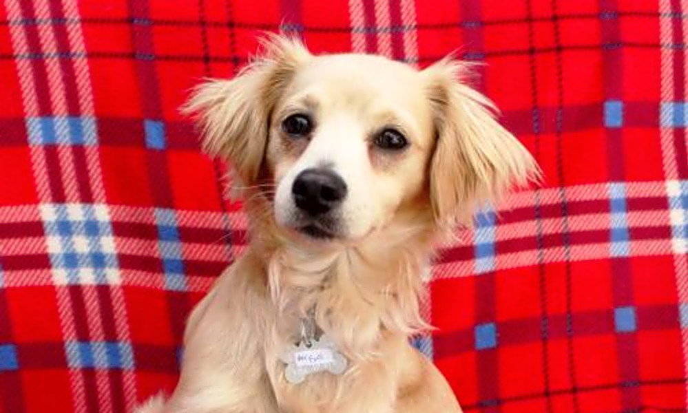 pee wee's pals adopt a pet