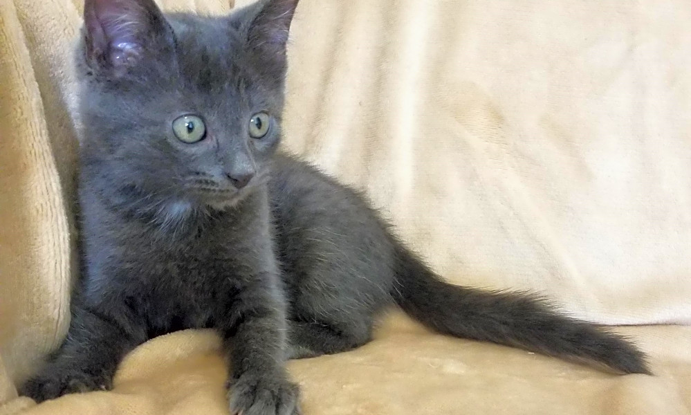 Kittens In Nashville Looking For Their Fur Ever Homes Hoodline