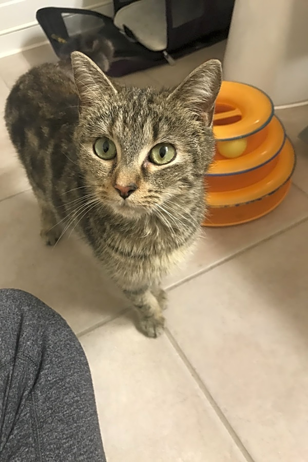 7 Charming Cats To Adopt Now In Washington Hoodline