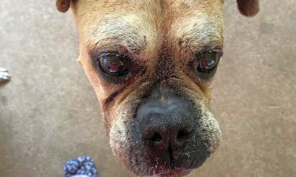 Looking To Adopt A Pet Here Are 7 Cuddly Canines To Adopt Now In Houston