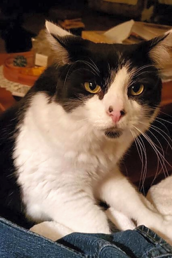 6 Charming Cats To Adopt Now In San Jose Hoodline