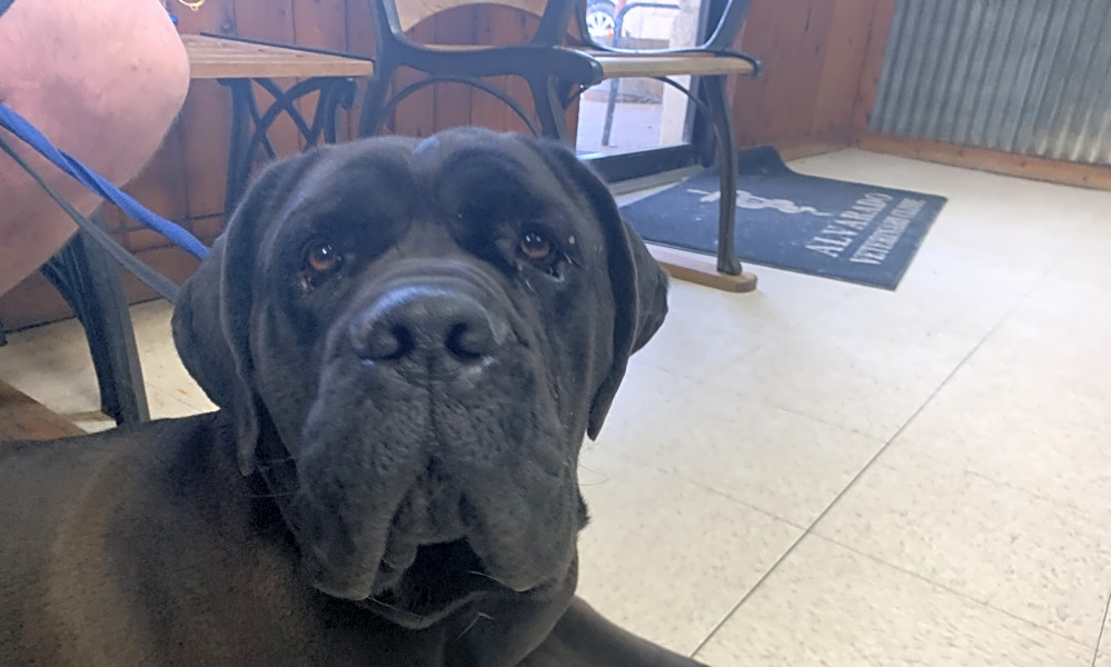 Want To Adopt A Pet Here Are 4 Lovable Pups To Adopt Now In Arlington