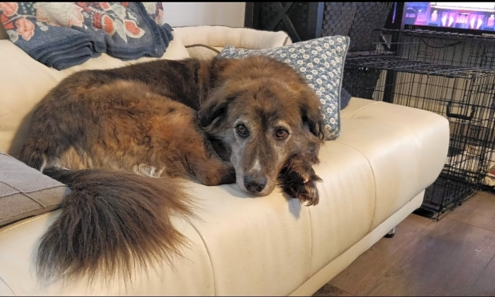 These Kansas City Based Dogs Are Up For Adoption And In Need Of A Good Home Hoodline