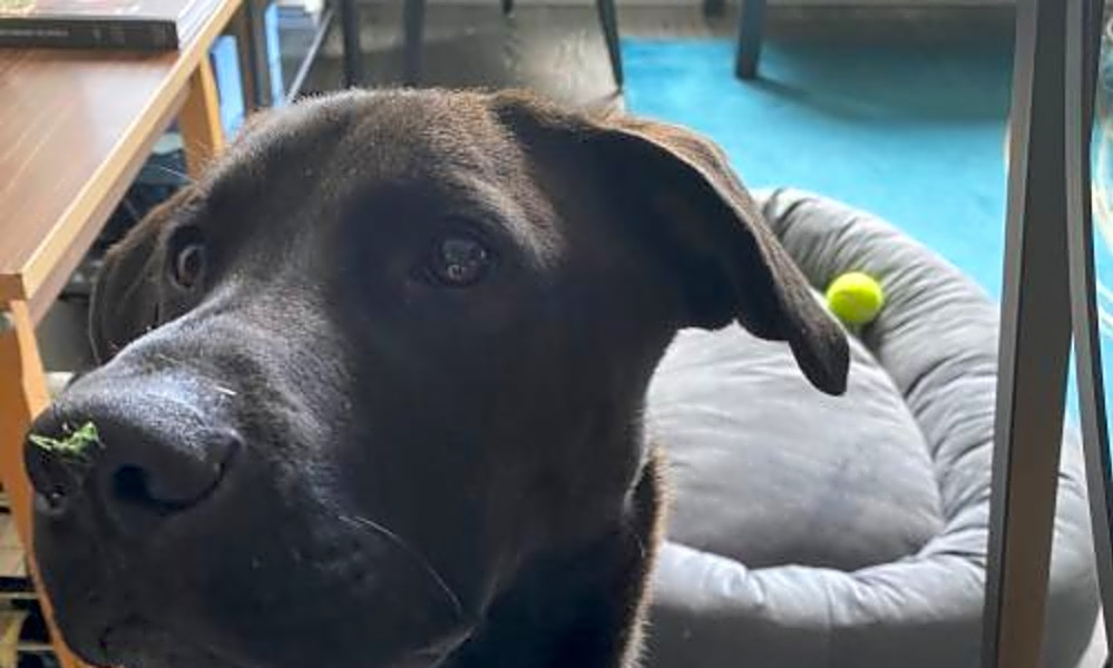 Looking To Adopt A Pet Here Are 7 Delightful Doggies To Adopt Now