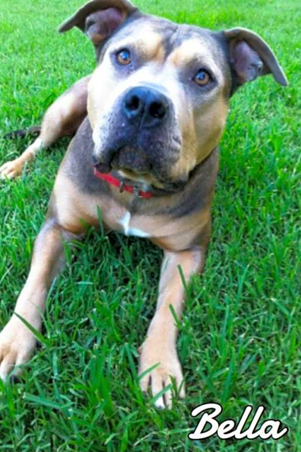 Looking To Adopt A Pet Here Are 6 Cuddly Canines To Adopt Now In Tulsa Hoodline