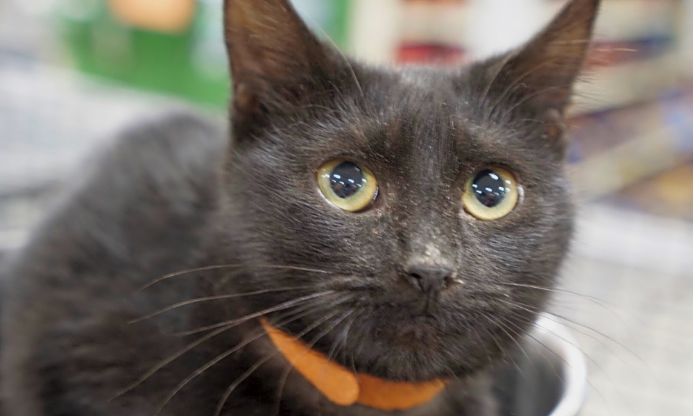 These Charlotte Based Kittens Are Up For Adoption And In Need Of A Good Home Hoodline