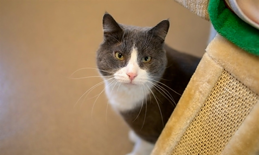 Want To Adopt A Pet Here Are 7 Cute Kitties To Adopt Now In