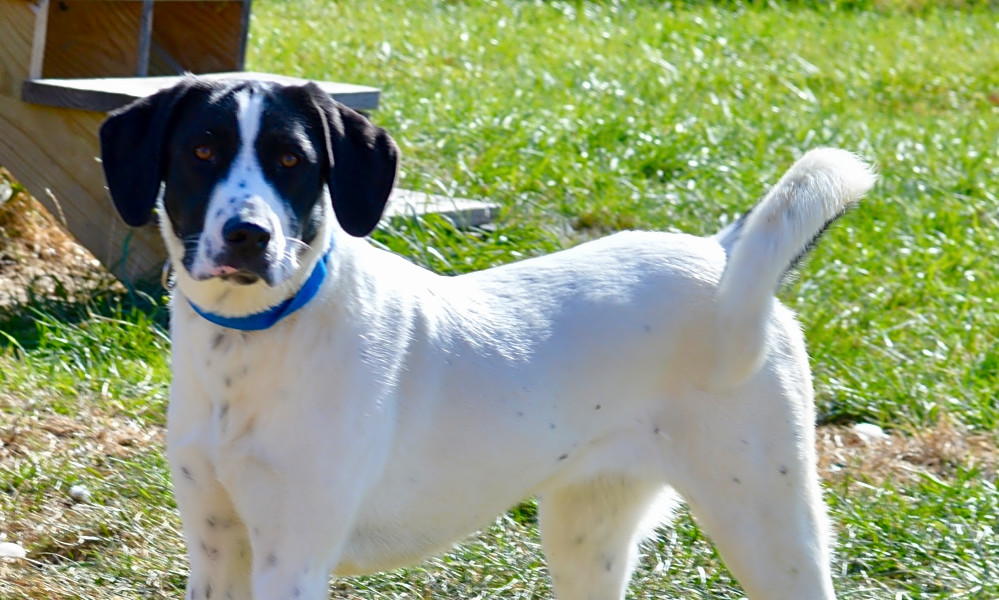 great pyrenees pointer mix