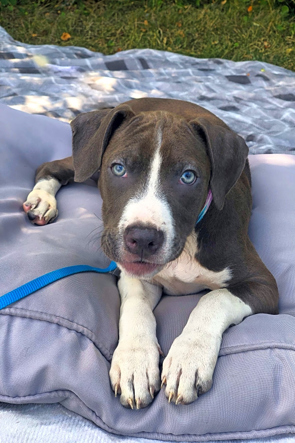 Danebull puppies outlet