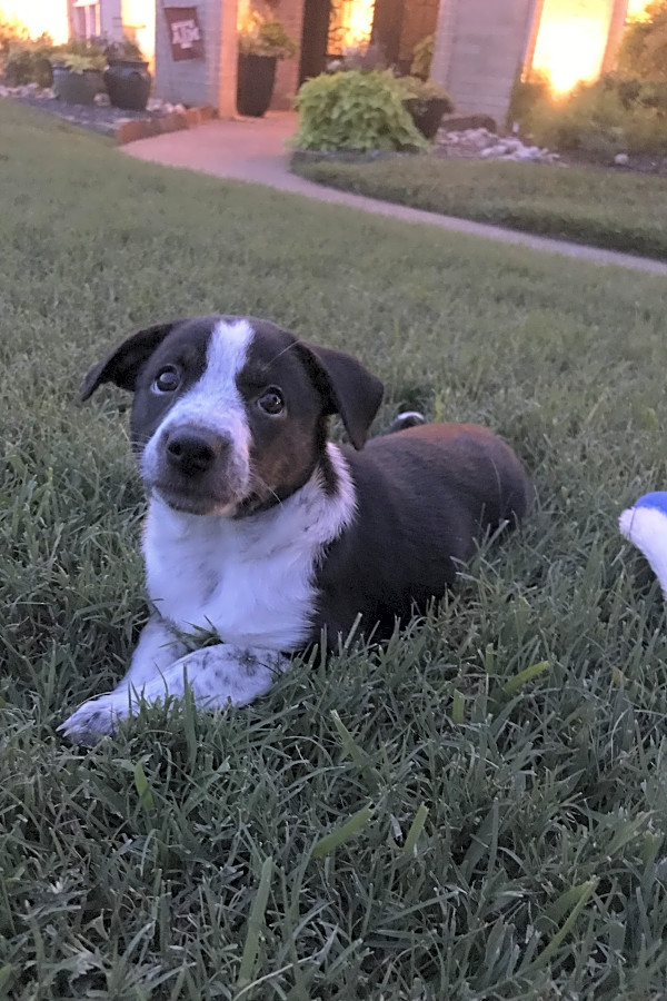 Puppies In Fort Worth Looking For Their Fur Ever Homes