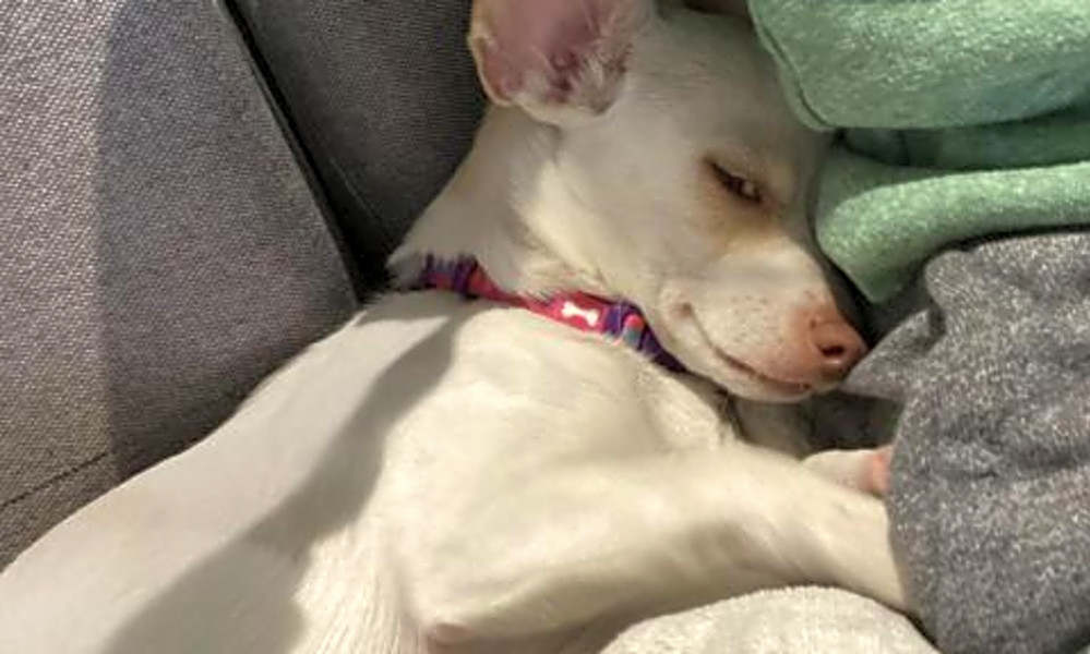 lilac chihuahua puppy