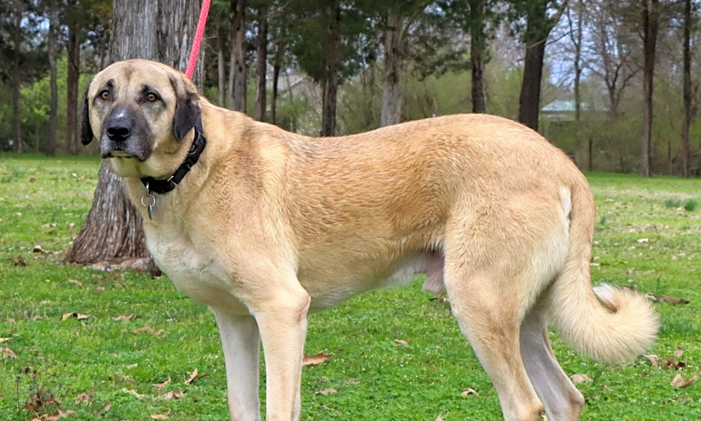 These Nashville Based Dogs Are Up For Adoption And In Need Of A Good