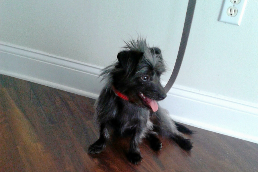 cairn terrier and dachshund mix