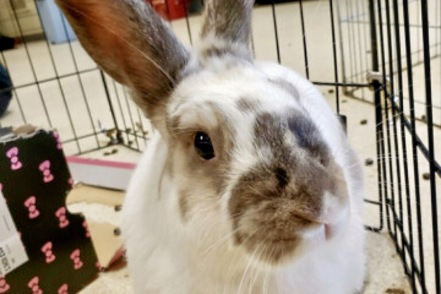 Rabbits in Indianapolis looking for their furever homes