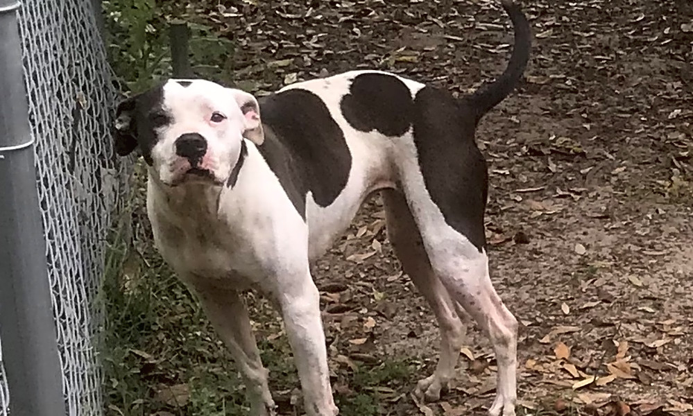 These Atlanta Based Doggies Are Up For Adoption And In Need Of A Good