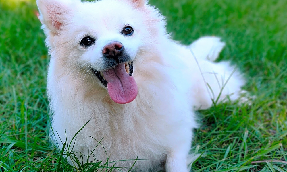 4 Cuddly Canines To Adopt Now In San Francisco