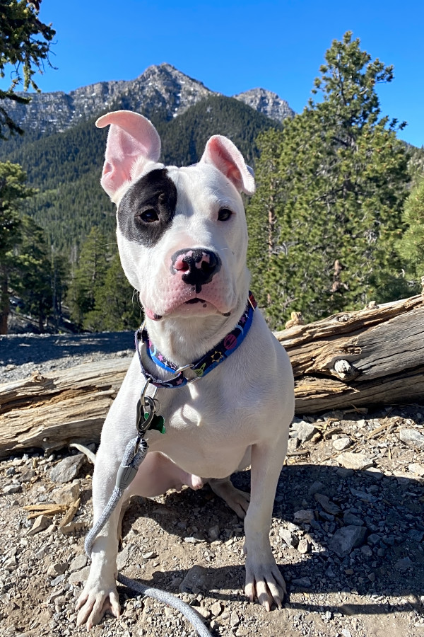 these las vegas based pups are up for