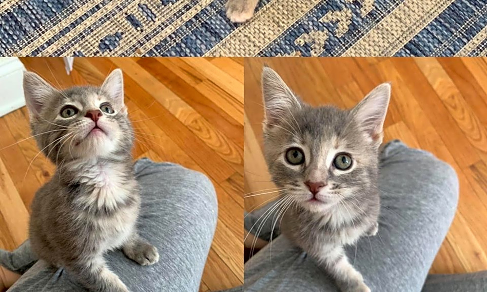 Want To Adopt A Pet? Here Are 4 Fluffy Felines To Adopt Now In Chicago