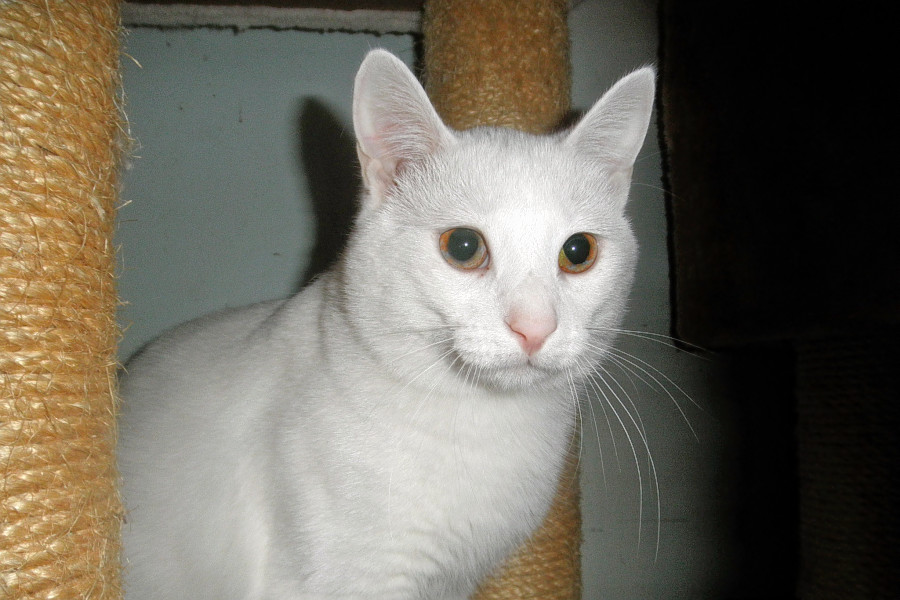 Cats In Milwaukee Looking For Their Furr Ever Homes Hoodline