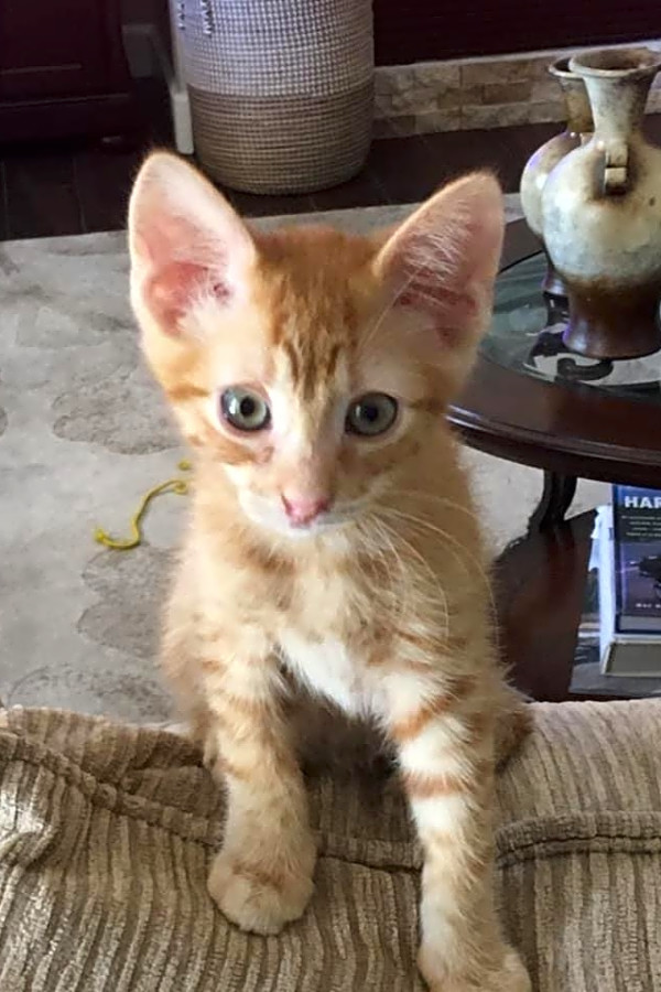 These Mesa Based Kittens Are Up For Adoption And In Need Of A Good