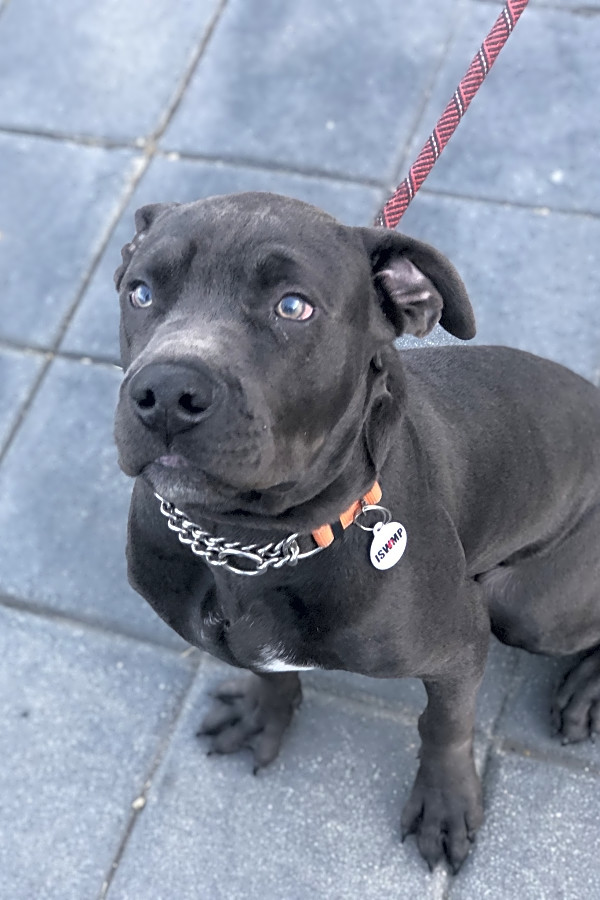 These Los Angeles Based Puppies Are Up For Adoption And In Need Of A
