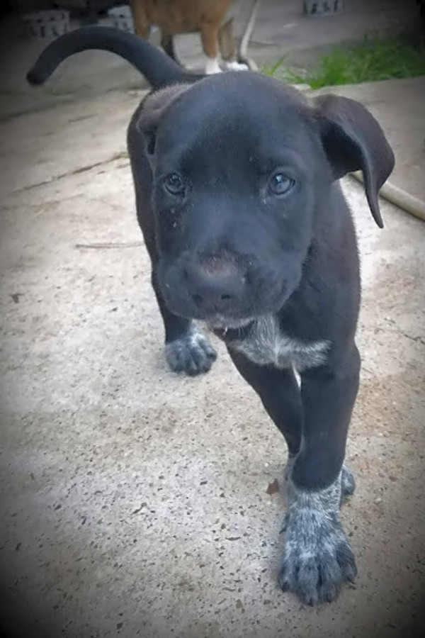 Want To Adopt A Pet Here Are 5 Perfect Pups To Adopt Now In
