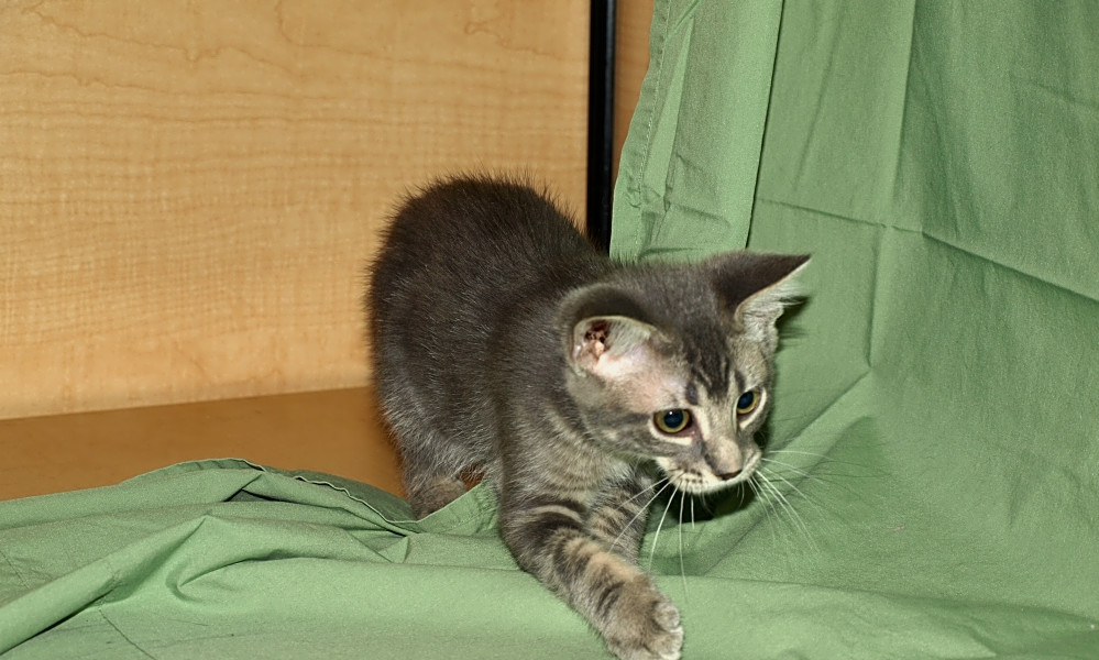 These Kansas City-based kittens are up for adoption and in need of a