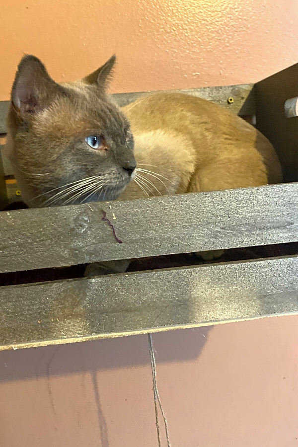 Want To Adopt A Pet Here Are 6 Cute Kitties To Adopt Now In New