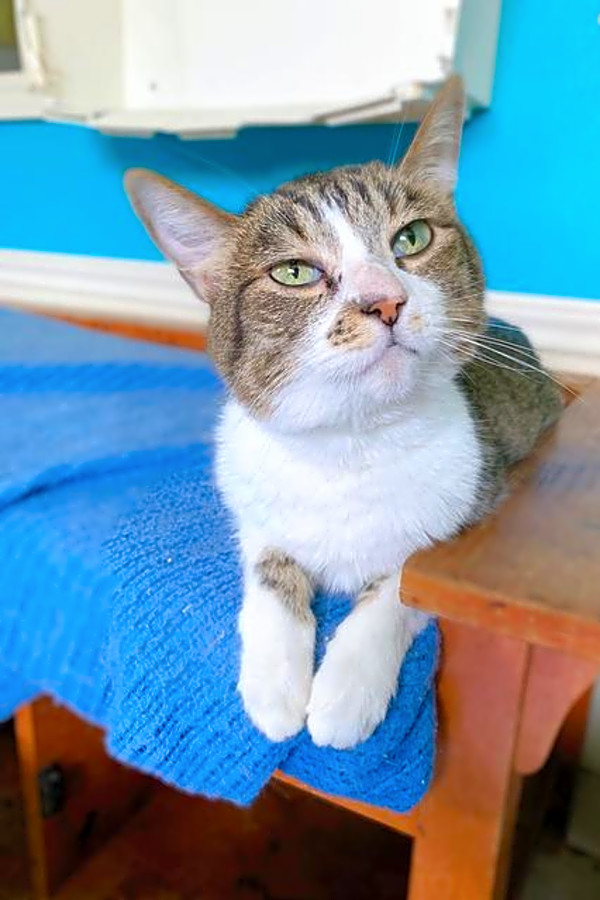 These Corpus Christibased felines are up for adoption and in need of