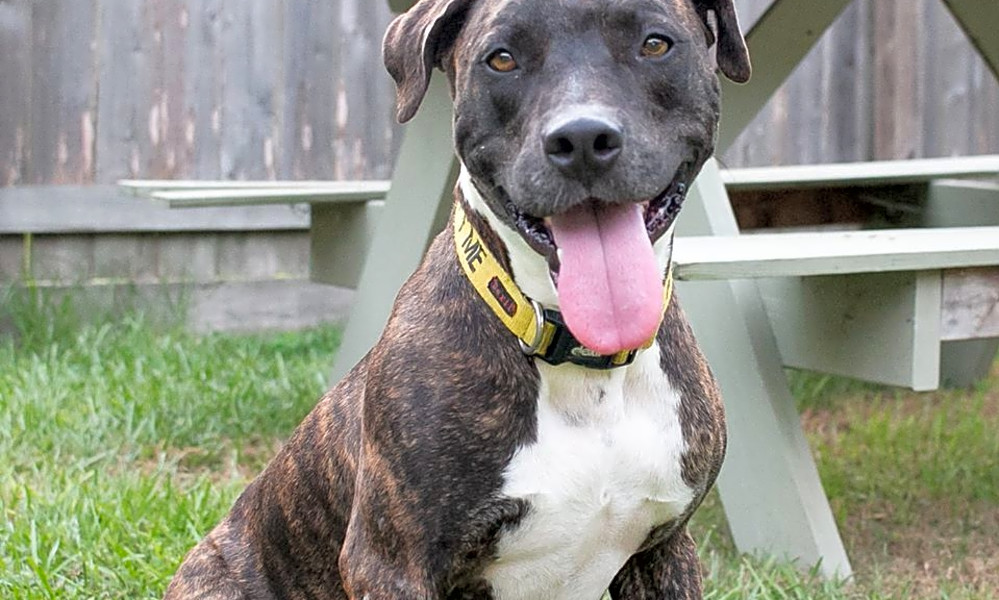 Looking To Adopt A Pet Here Are 7 Lovable Pups To Adopt Now In