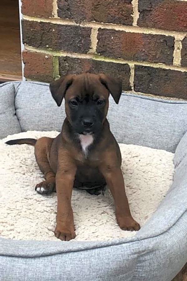 boxer with german shepherd