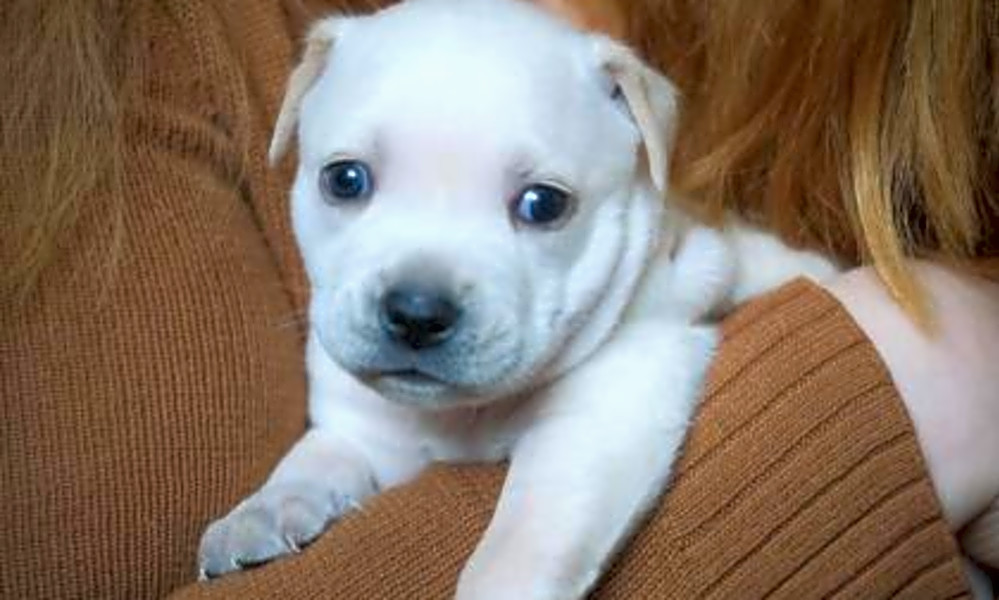 These Phoenix Based Puppies Are Up For Adoption And In Need Of A