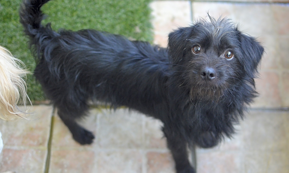 These Santa Ana Based Dogs Are Up For Adoption And In Need Of A