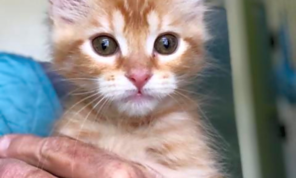 5 Cuddly Kittens To Adopt Now In Fresno Hoodline