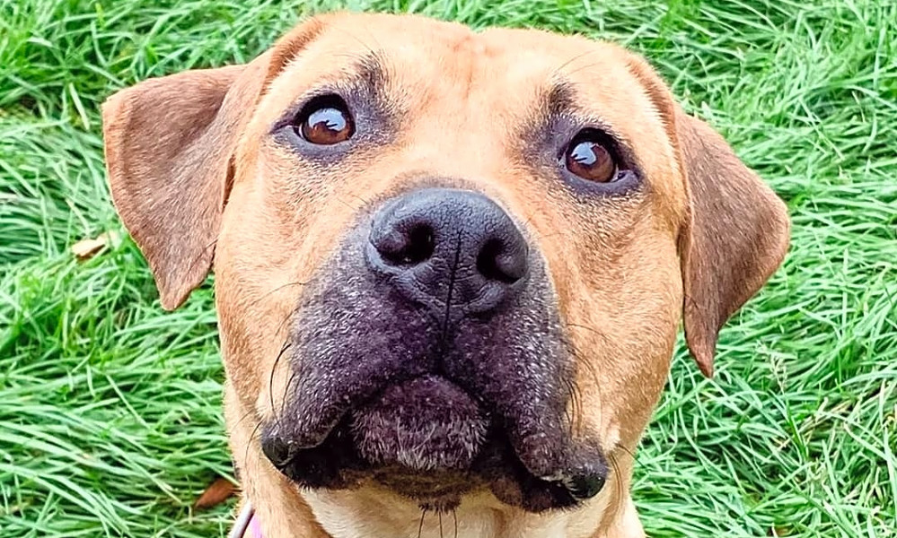 Catahoula rhodesian ridgeback mix shop