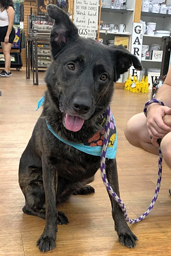 Looking To Adopt A Pet Here Are 7 Delightful Doggies To Adopt Now In Las Vegas Hoodline
