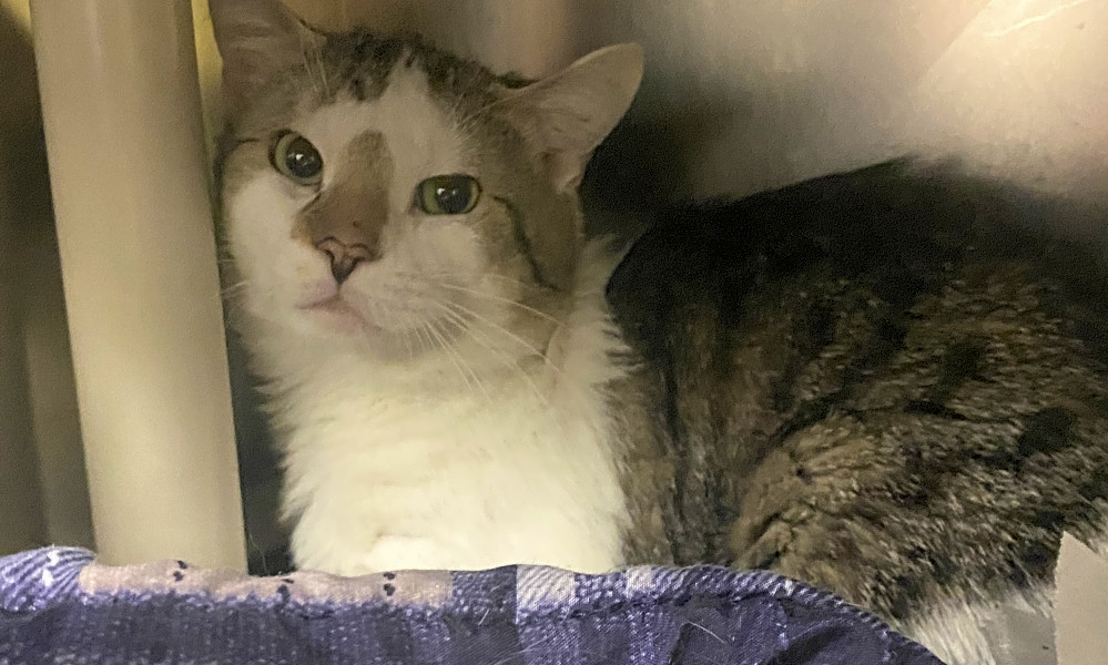 Looking To Adopt A Pet Here Are 3 Cool Kitties To Adopt Now In