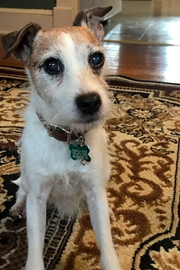 rescue jack russell