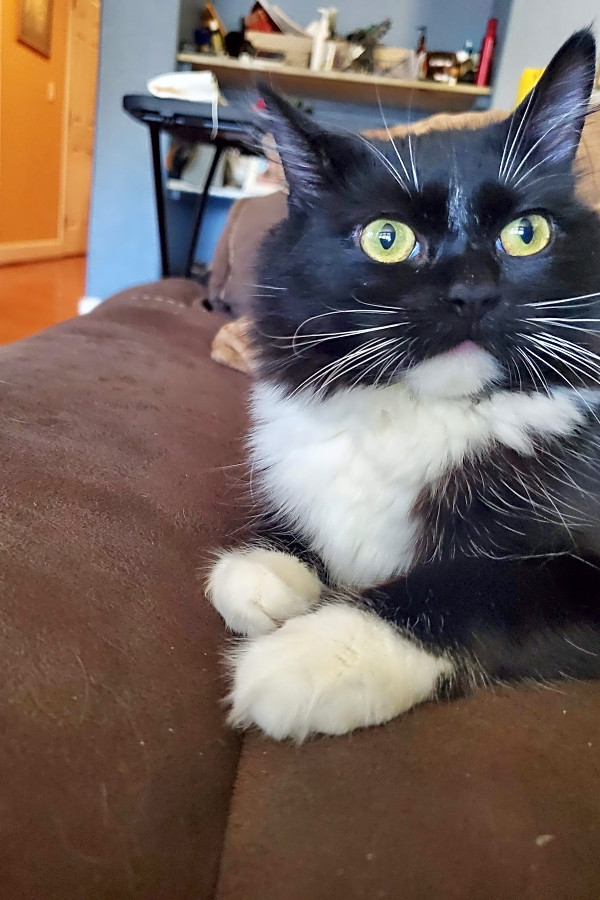 Want To Adopt A Pet Here Are 4 Charming Cats To Adopt Now In San