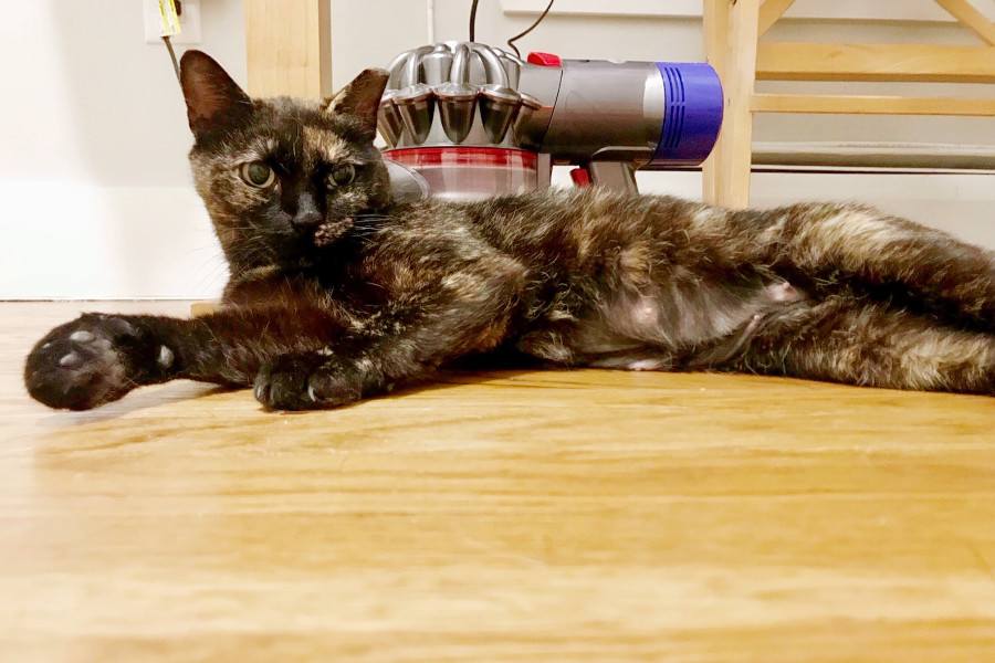 Cats In New York City Looking For Their Furr Ever Homes Hoodline