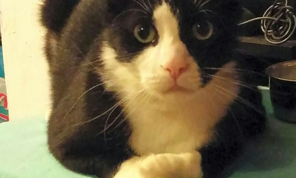Looking To Adopt A Pet Here Are 4 Charming Cats To Adopt Now In